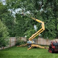 Why Choose Our Tree Removal Services in Alhambra, CA?